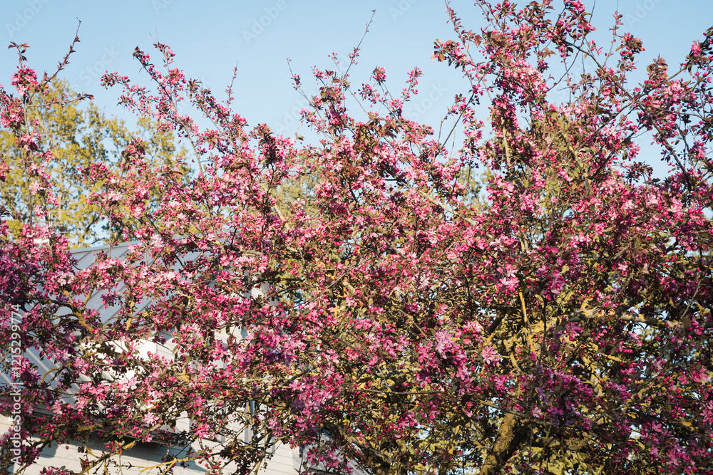 Ornamental apple tree with purple flowers; low angle view against blue sky. Ornamental apple tree with purple flowers; low angle view against blue sky.