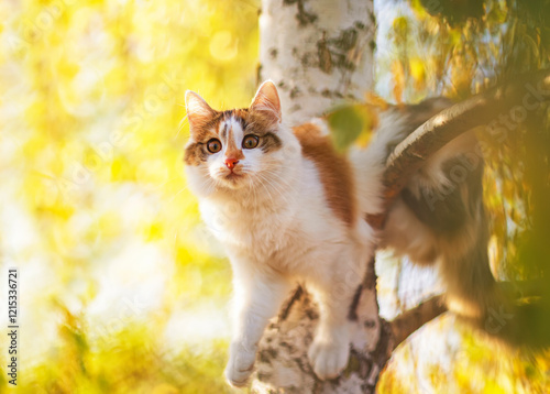 beautiful tricolor cat sitting on a birch tree with golden foliage in an autu...