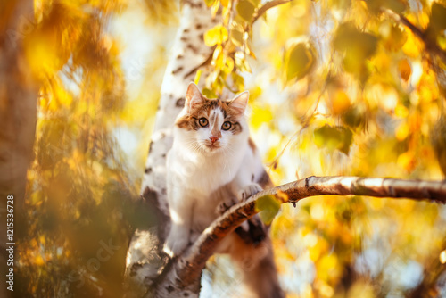 beautiful tricolor cat sitting on a birch tree with golden foliage in an autu...