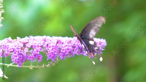 Slow motion butterfly is flying and drinking sweet nectar from purple flowers Globe amaranth, blurred green background - close up, macro view. Summer time, blooming and flowers pollination concept  photo