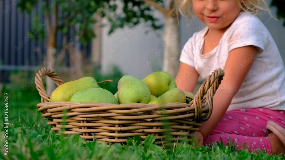 Child picking pears in the garden. Selective focus. Child picking pears in the garden. Selective focus.