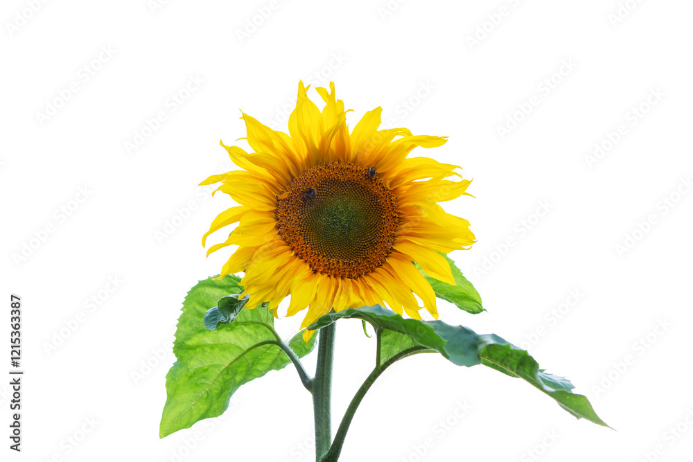 sunflower flower close-up. sunflower flower close-up.