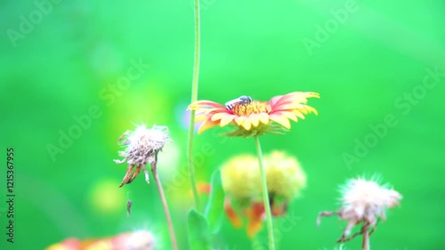 Slow motion butterfly is flying and drinking sweet nectar from purple flowers Globe amaranth, blurred green background - close up, macro view. Summer time, blooming and flowers pollination concept  photo