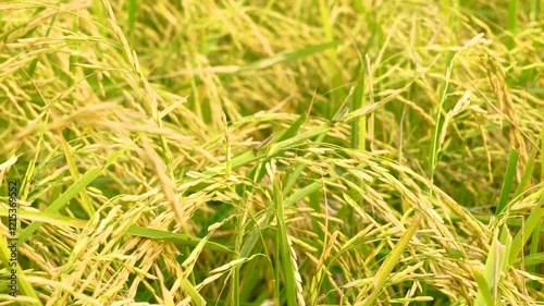 Slow motion shot of rice paddy. Close up shot of paddy field of Punjab, Pakistan