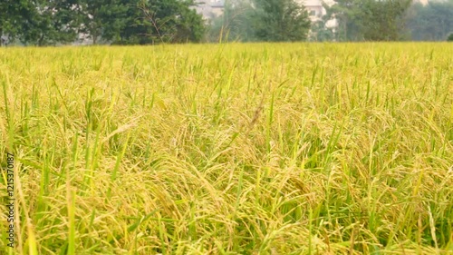 Slow motion shot of rice paddy. Close up shot of paddy field of Punjab, Pakistan