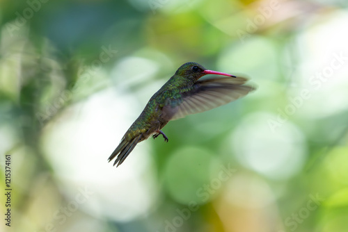 hummingbird in flight