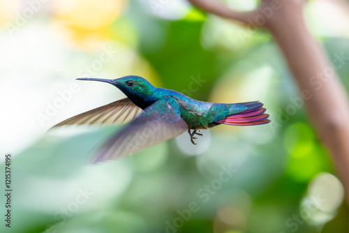 hummingbird in flight