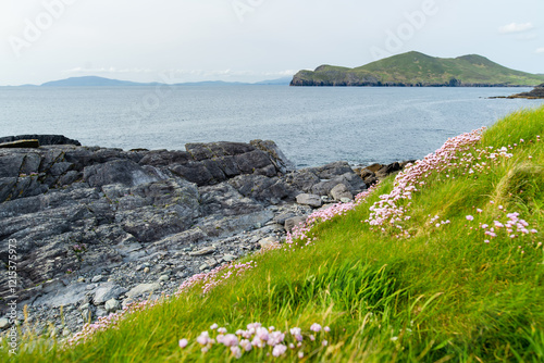 Pink thrift flowers blossoming on rough rocky shore along famous Ring of Kerry route. Rugged coast of on Iveragh Peninsula, County Kerry, Ireland. photo