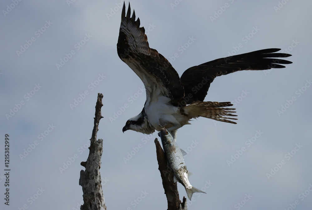 Osprey with Fresh Fish Catch Florida Everglades National park Osprey with Fresh Fish Catch Florida Everglades National park