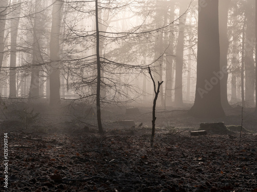 Trees in a misty forest in the Netherlands