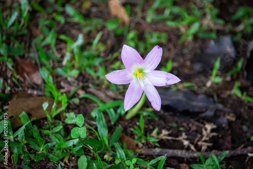 Flor cor de rosa. Habranthus robustus photo