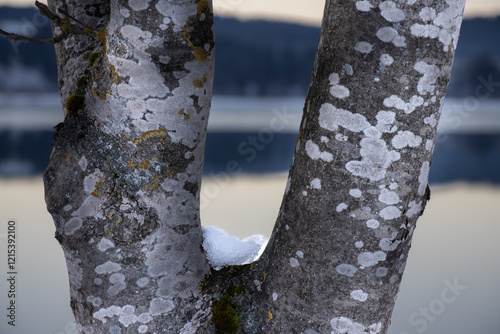 Nahaufnahme Baumstämme.
Im Hintergrund Blick über See, Spiegelndes Bergpanorama im See, Winterliche Landschaft, Abendlicht, Eisige Winterstimmung,  photo