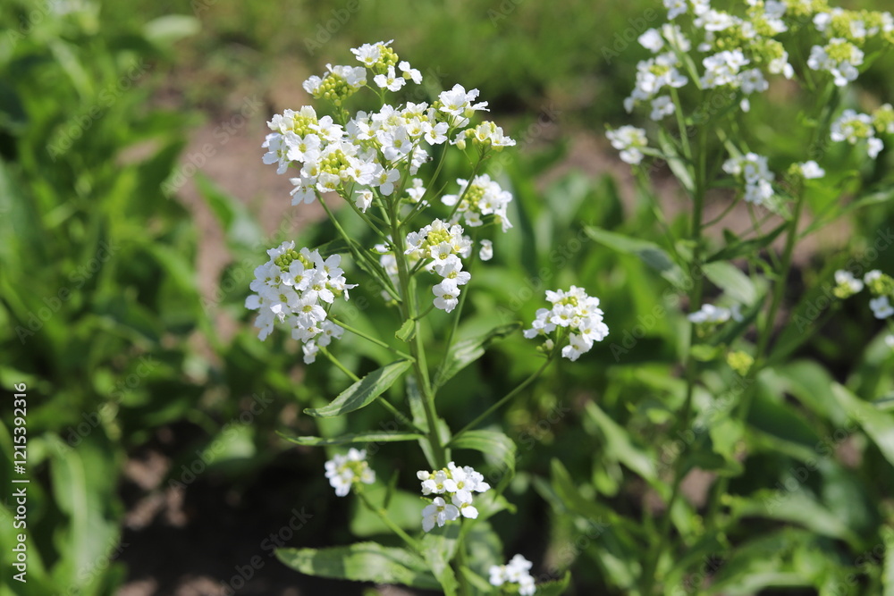 Armoracia rusticana. White horseradish fowers in organic garden.