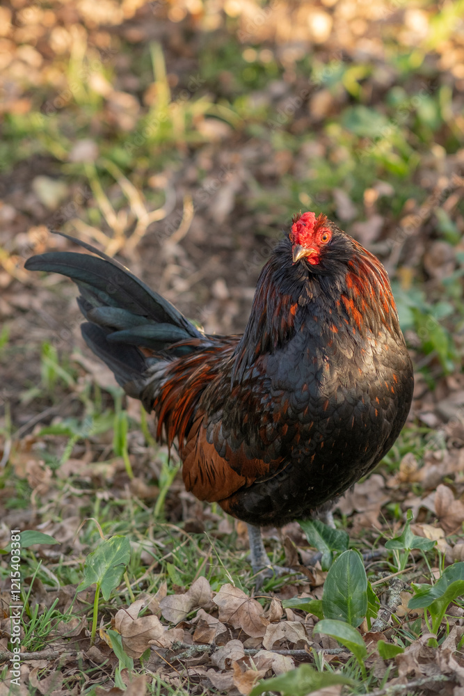 A hen with black and brown feathers and a red crest walks across a summer meadow A hen with black and brown feathers and a red crest walks across a summer meadow