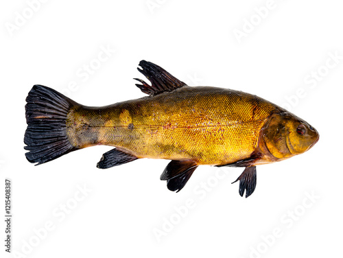 Cuadro en lienzo Freshwater tench fish isolated without background