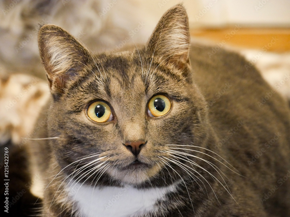 Fototapeta premium Gray tabby cat laying next to a Springer spaniel dog on the floor indoors. 
