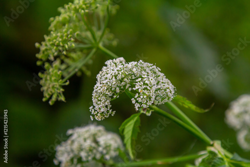 white inflorescence and green leaves of Aethusa cynapium plant photo