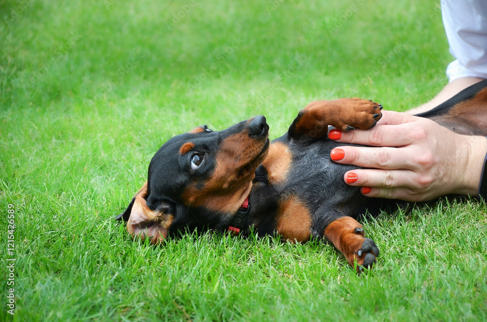 dachshund puppy on the grass dachshund puppy on the grass