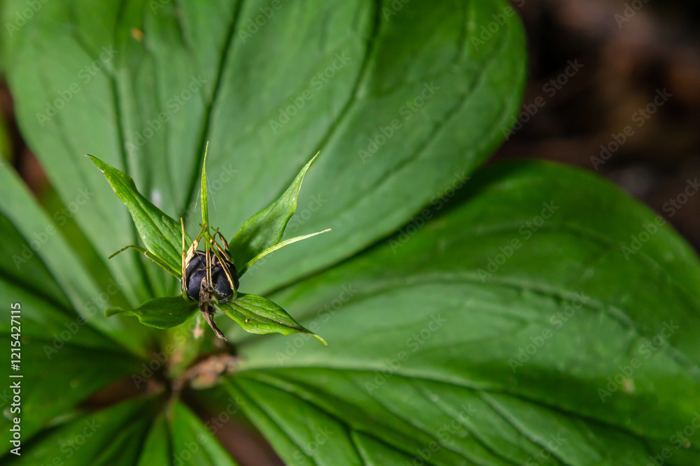 Very poisonous plant Raven's eye four-leaf Paris quadrifolia also known, berry or True Lovers Knot growing in the wild in a forest Very poisonous plant Raven's eye four-leaf Paris quadrifolia also known, berry or True Lovers Knot growing in the wild in a forest