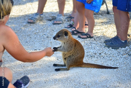 A quokka with a curious expression, interacting fearlessly with tourists on Rottnest Island. photo