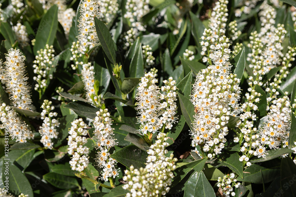 Cherry Laurel (Prunus laurocerasus) Cherry Laurel (Prunus laurocerasus)