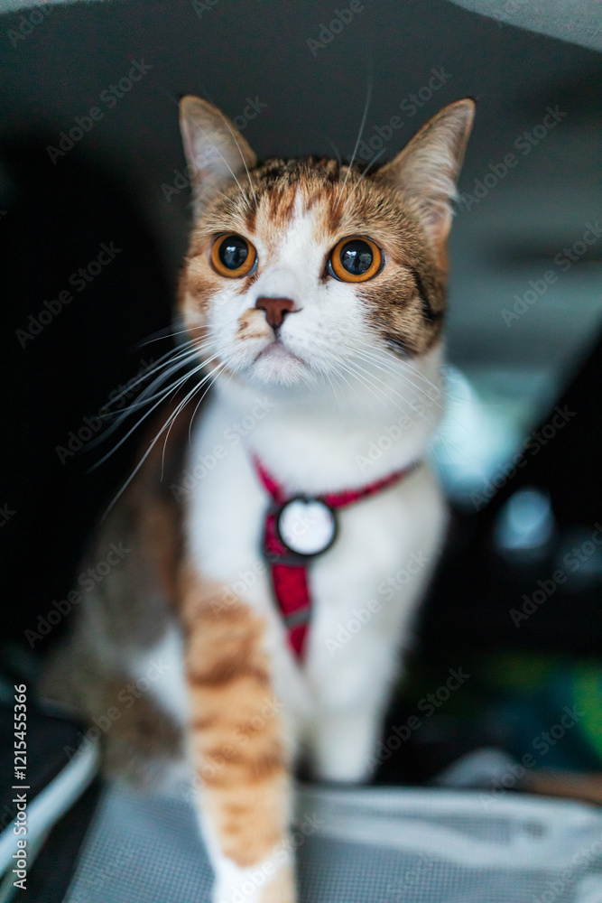 Portrait of little adorable tricolor kitten travelling in the car.