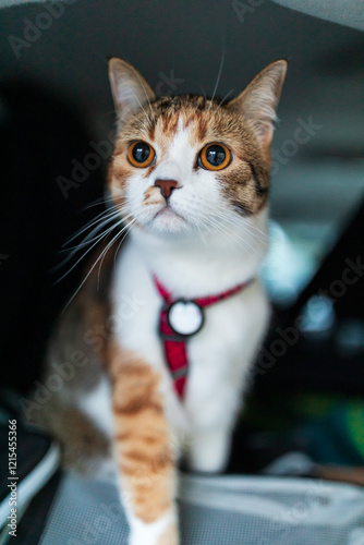 Obraz na płótnie Portrait of little adorable tricolor kitten travelling in the car. w salonie
