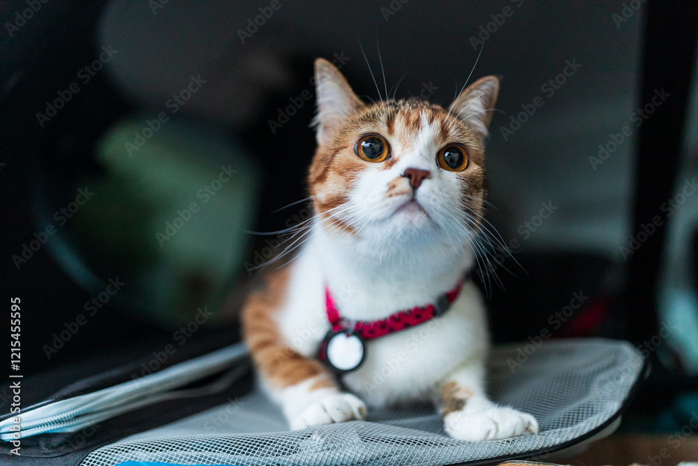 Portrait of little adorable tricolor kitten travelling in the car.