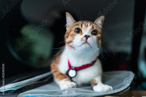 Obraz na płótnie Portrait of little adorable tricolor kitten travelling in the car. w salonie