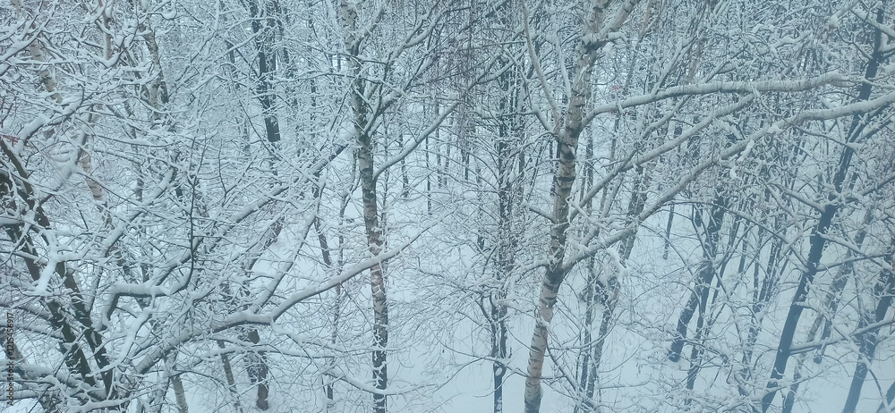 View of snowy grove from above. Forest in snow. Winter weather in the park
