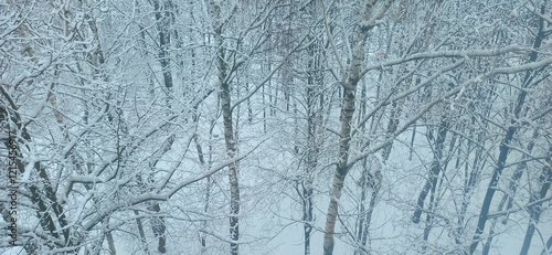 Wallpaper Mural View of snowy grove from above. Forest in snow. Winter weather in the park Torontodigital.ca