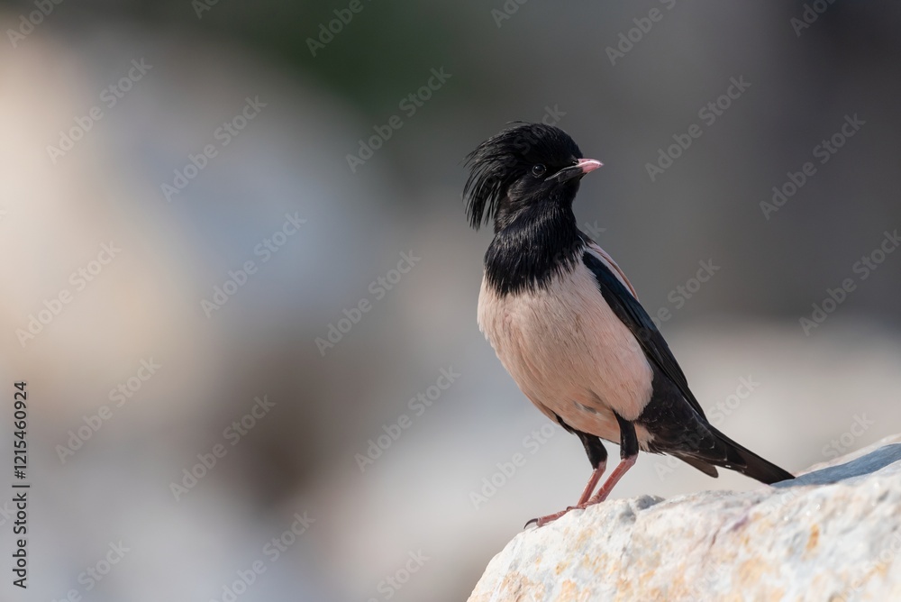 Fototapeta premium Rosy Starling perched on a rock