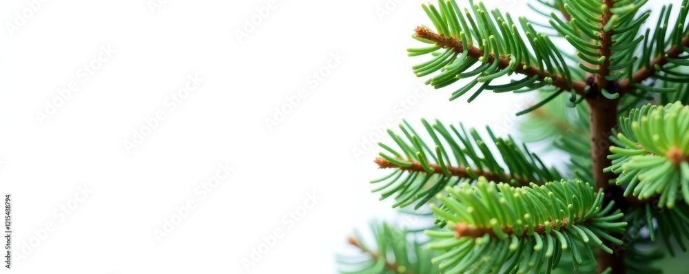 Close-up view of an isolated fir tree on a bright white background , fir, photo, plant Close-up view of an isolated fir tree on a bright white background , fir, photo, plant