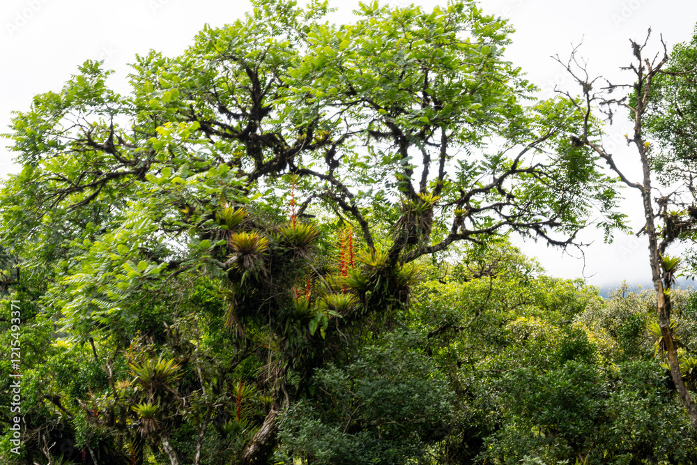 Fototapeta premium Regenwaldbaum mit Epiphyten und Bromelien