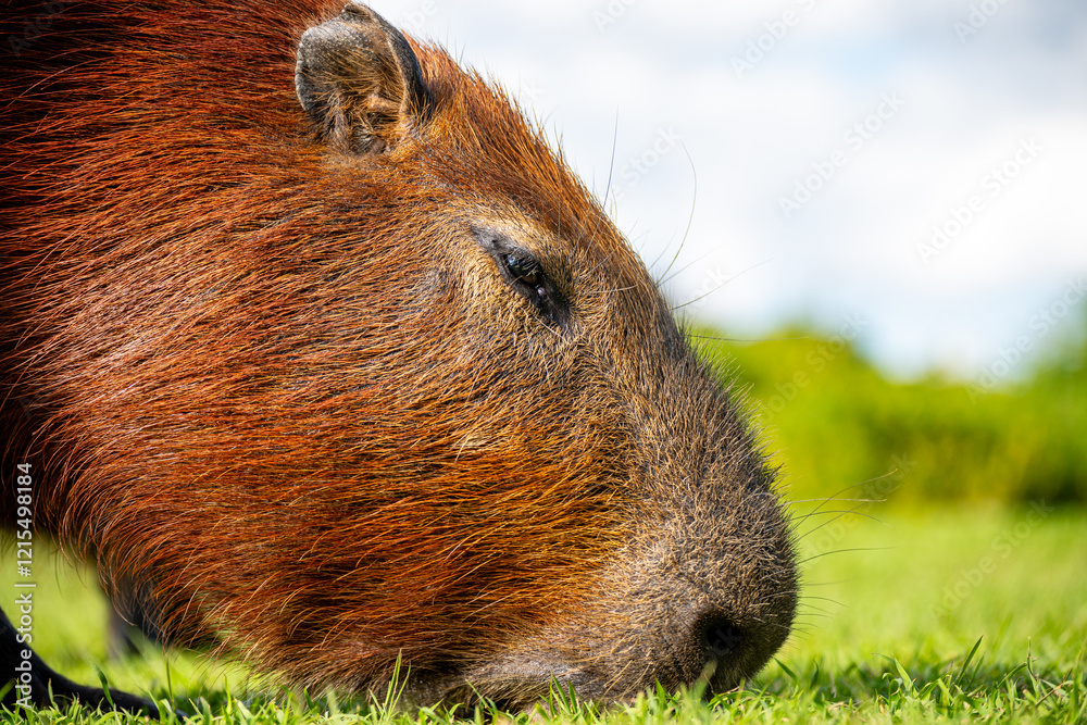 Fototapeta premium Nahaufnahme eines grasenden Wasserschweins (Capybara)