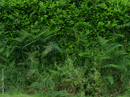 A view of a beautiful green foliage in spring. Morbihan, France - June 10, 2024. 