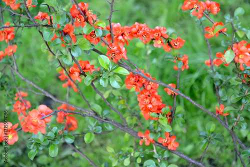 Flowering Japanese quince bush (Chaenomeles japonica (Thunb.) Lindl. ex Spach) photo