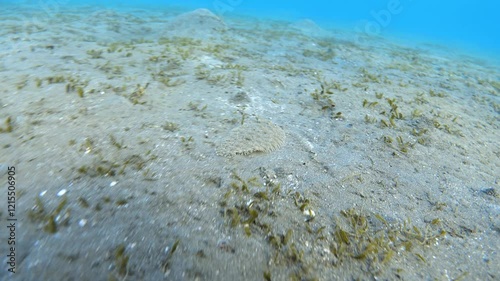 Video of Leopard flounder (Bothus pantherinus) flatfish fish swimming in the sea photo