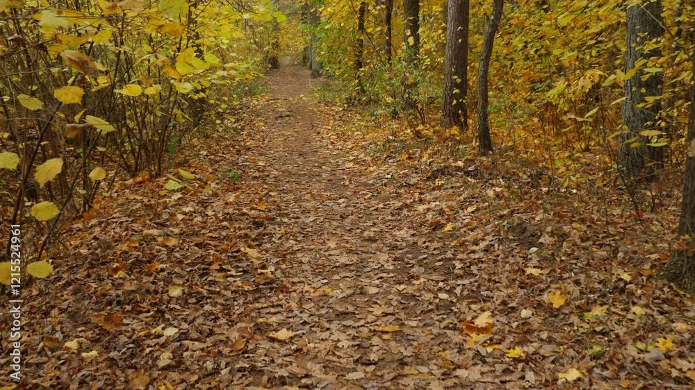 Autumn forest path surrounded by golden foliage, a tranquil journey in nature. Autumn forest path surrounded by golden foliage, a tranquil journey in nature.