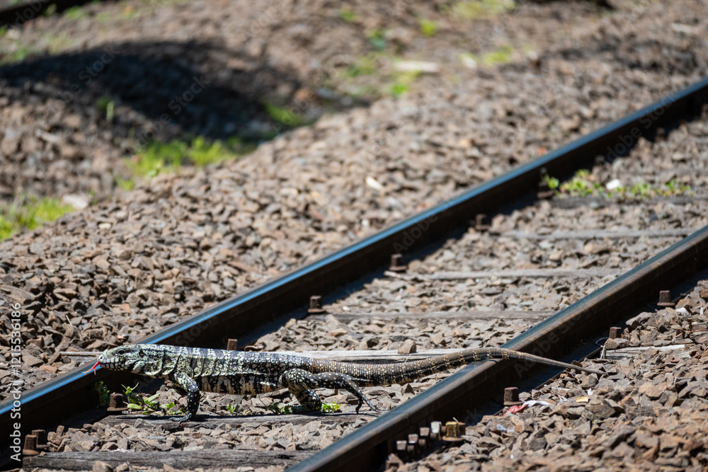 Naklejka premium Brasilien, Pflanzen, Tiere, Landschaften, Wasser