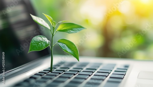 Environmentally Sustainable It: Green Plant Growing On Laptop Keyboard With Copy Space. Promoting Green Information Technology And Environmentally Friendly Technology Solutions. photo