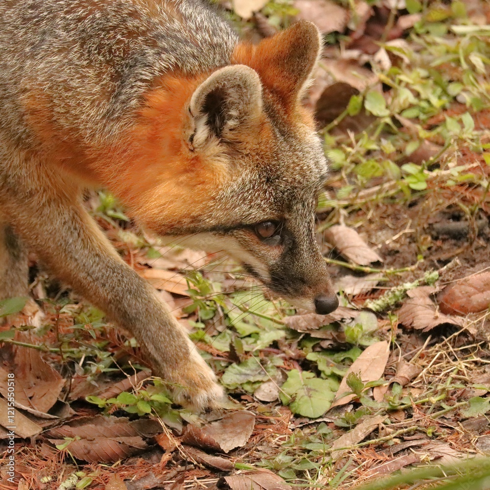 Obraz premium Gorgeous Curious Prowling Grey Gray Fox in Warm Homosassa Springs