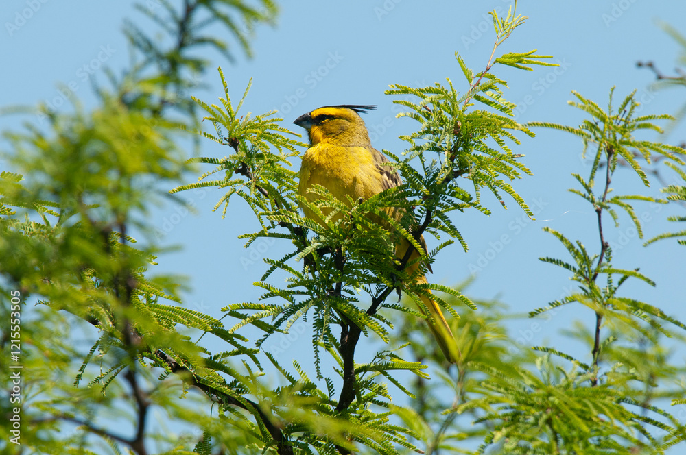 Obraz premium Yellow Cardinal, Gubernatrix cristata, Endangered species in La Pampa, Argentina