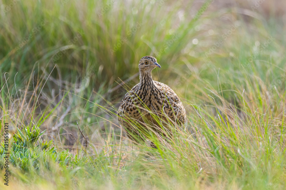 Tinamou in grassland environment, Pampas, Argentina Tinamou in grassland environment, Pampas, Argentina