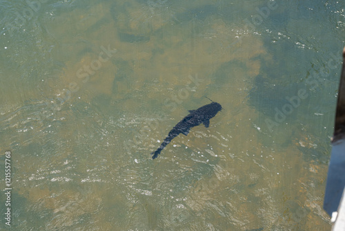 Fisch schwimmt im Wasser des Iguaçu-Flusses