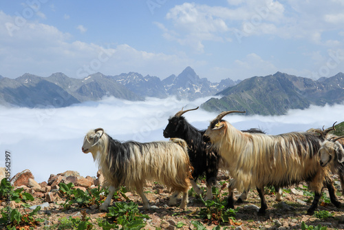 A herd of goats .Verçenik Summit . Herd of goats, high mountains in the background, plateau. Tahpur Plateau, Rize, Türkiye