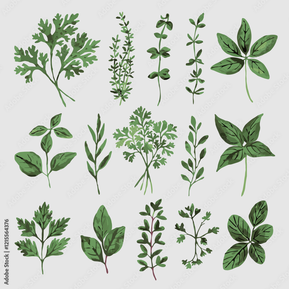 Watercolor Herb Collection Featuring Parsley, Thyme, and Basil Watercolor Herb Collection Featuring Parsley, Thyme, and Basil