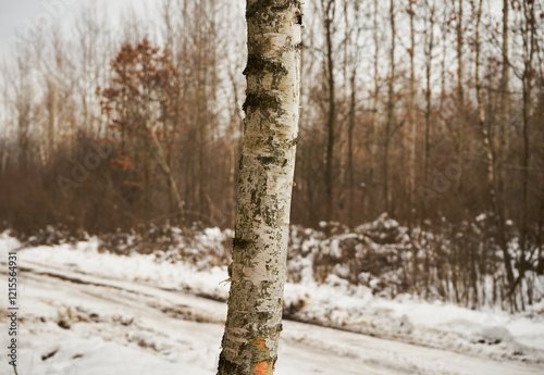 Fototapeta Naklejka Na Ścianę i Meble -  brzoza,droga,zima 