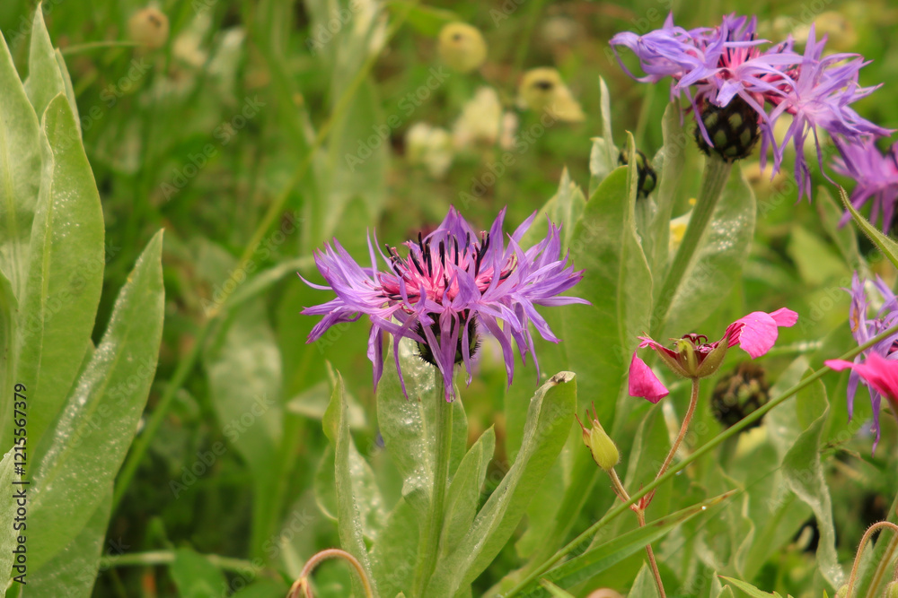Obraz premium Centaurea Montana . Kaçkar Mountains , Rize, Türkiye