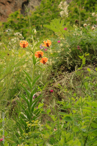 Lilium pomponium, turban lily